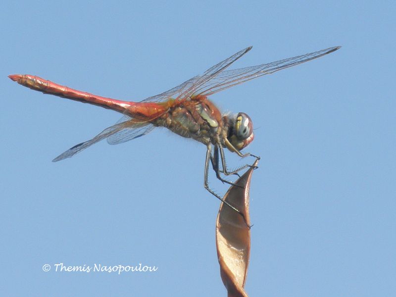 Domanda (dalla Grecia)